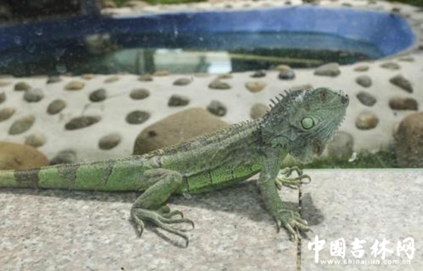 农博园渔业展馆里爬行动物展示区的各类蜥蜴 农博园渔业展馆里爬行动物展示区的各类蜥蜴