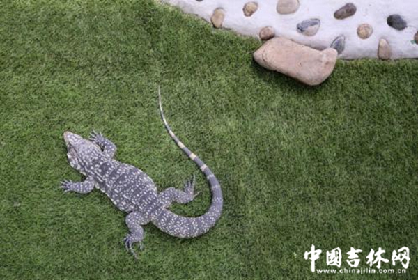 农博园渔业展馆里爬行动物展示区的各类蜥蜴 农博园渔业展馆里爬行动物展示区的各类蜥蜴