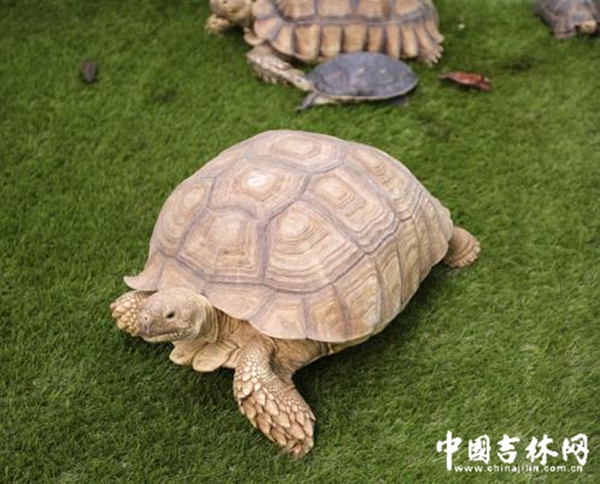 农博园渔业展馆里爬行动物展示区的龟类 农博园渔业展馆里爬行动物展示区的龟类