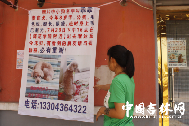 疑爱犬“谈恋爱”不回家 急得主人拿2000元悬赏