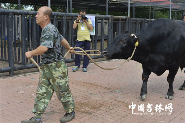 　　黄牛黑牛都很“牛”！