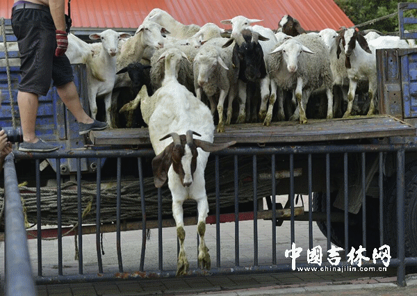 波尔羊们下车了