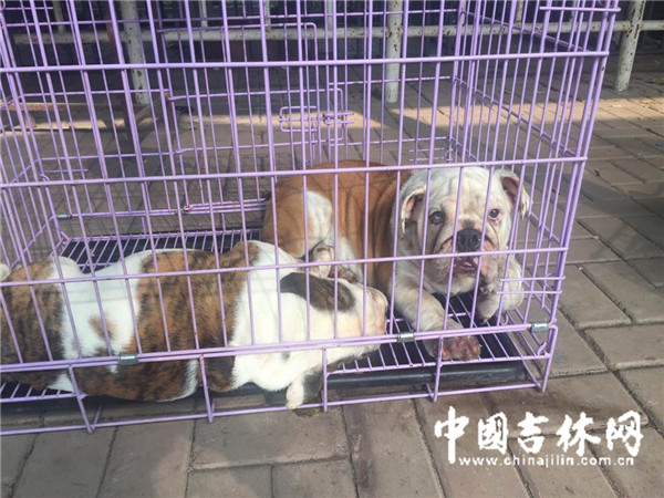 在大犬展区，两只英国斗牛犬中午到达展区，一直在笼子里睡觉。狗狗脸上都是褶子，相当“萌”。两只狗都是三个多月大，名字一个叫大宝，一个叫小宝。大宝是公的，售价2万，小宝是母的，3万元