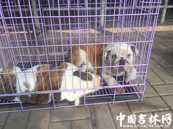 两只英国斗牛犬一个叫大宝,一个叫小宝 两只英国斗牛犬一个叫大宝,一个叫小宝
