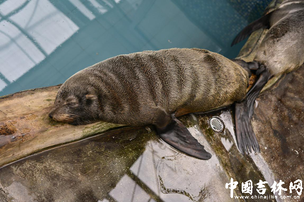 农博会首日“表情包”来了 农博会首日“表情包”来了