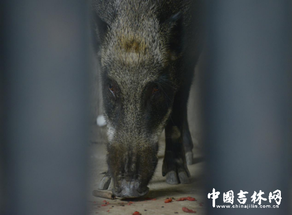 观展花絮 长白山野猪突然冲向拍照的乘客