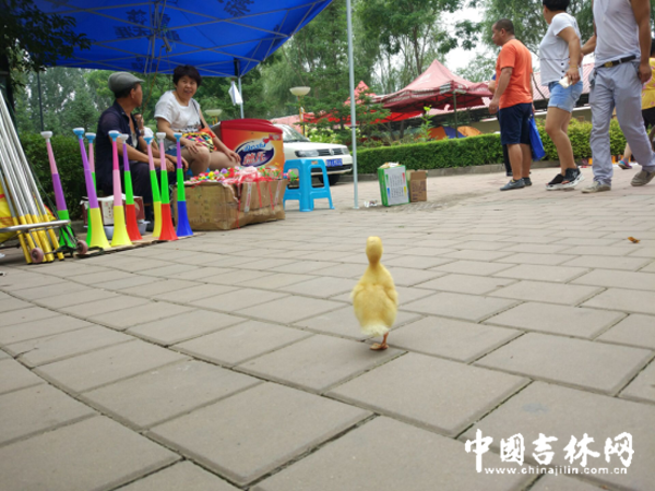 观展花絮 长白山野猪突然冲向拍照的乘客