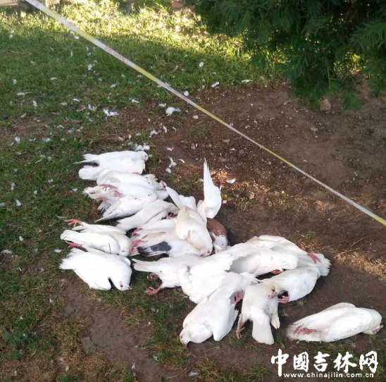 22只白鸽离奇死亡