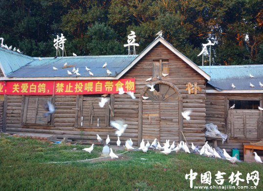 关爱白鸽，禁止投喂自带食物