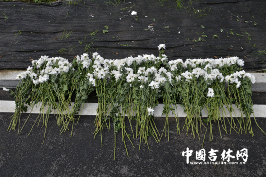 摆放在案发现场的白色菊花 摆放在案发现场的白色菊花
