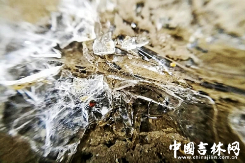 微距镜头拍摄的画面 微距镜头拍摄的画面