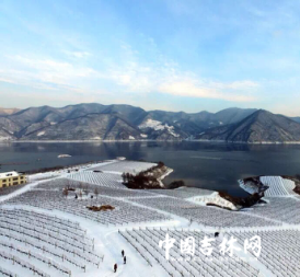 2016集安鸭绿江河谷冰葡萄酒节开幕