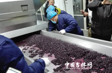 2016集安鸭绿江河谷冰葡萄酒节开幕