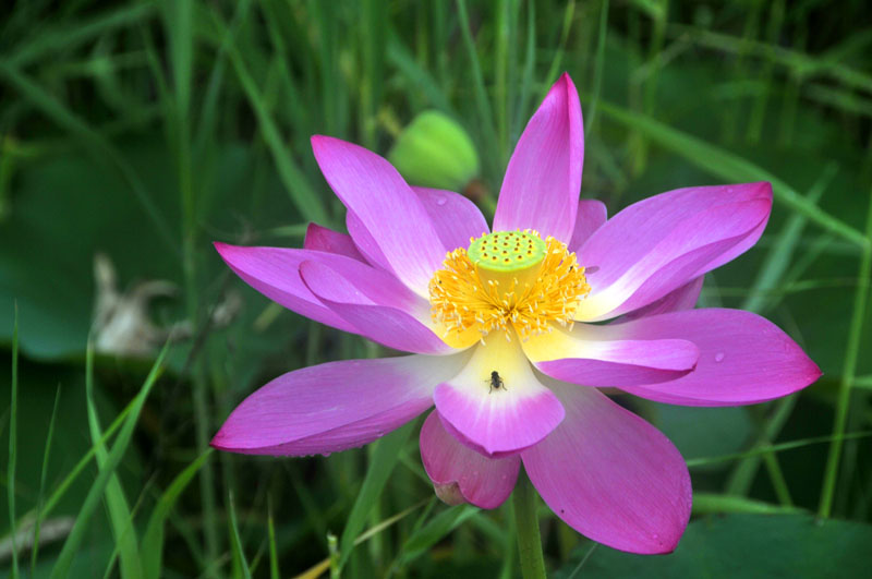 长春网友拍摄的7月鲜花 长春网友拍摄的7月鲜花