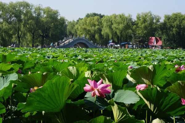 8月的南湖公园 8月的南湖公园