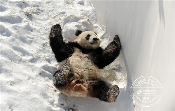 嘉嘉在雪地里肆意的玩耍 嘉嘉在雪地里肆意的玩耍