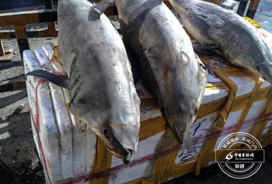 长春光复路水产市场内有人卖鲨鱼肉 十五元一斤