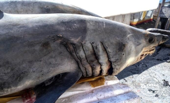 长春光复路水产市场内有人卖鲨鱼肉 十五元一斤