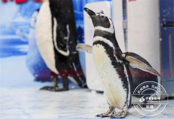 麦哲伦企鹅来到长春 麦哲伦企鹅来到长春