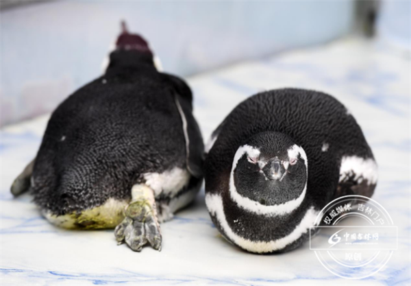 两只萌萌的小家伙 两只萌萌的小家伙