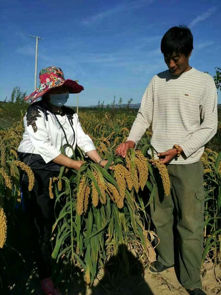 内蒙特产敖汉小米就是由这样长势良好的谷子加工而来。.jpg 内蒙特产敖汉小米就是由这样长势良好的谷子加工而来。.jpg