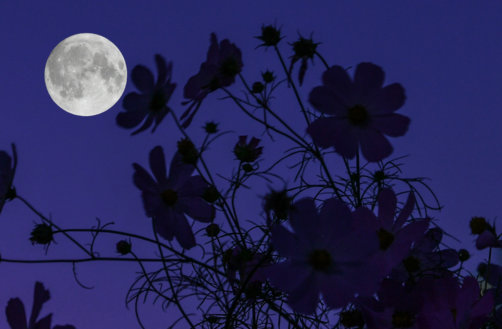 【图集】八月十五花间月