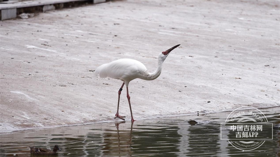 图片 1.jpg 图片 1.jpg