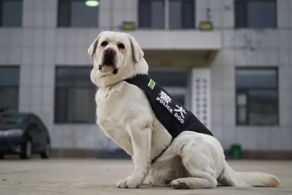 被评为首批功勋犬