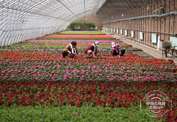 十三号村花圃种植情况1.jpeg 十三号村花圃种植情况1.jpeg