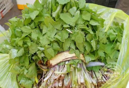 大叶芹.jpg 大叶芹.jpg