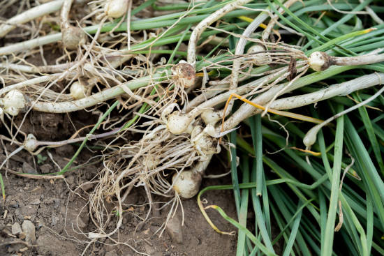 小根蒜(图虫).jpg 小根蒜(图虫).jpg