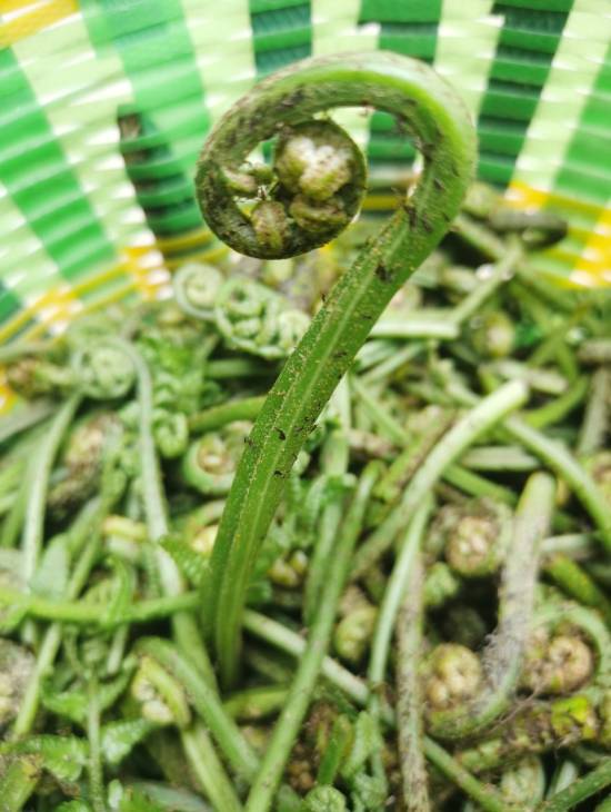 蕨菜(图虫).jpg 蕨菜(图虫).jpg