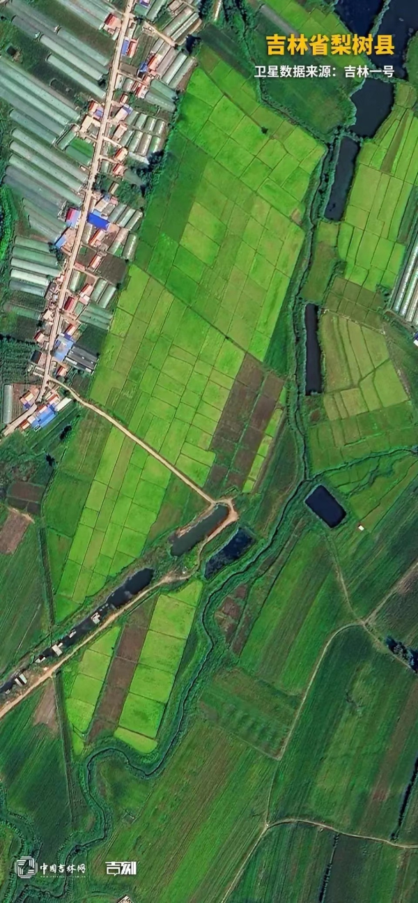 梨树.jpg 梨树.jpg