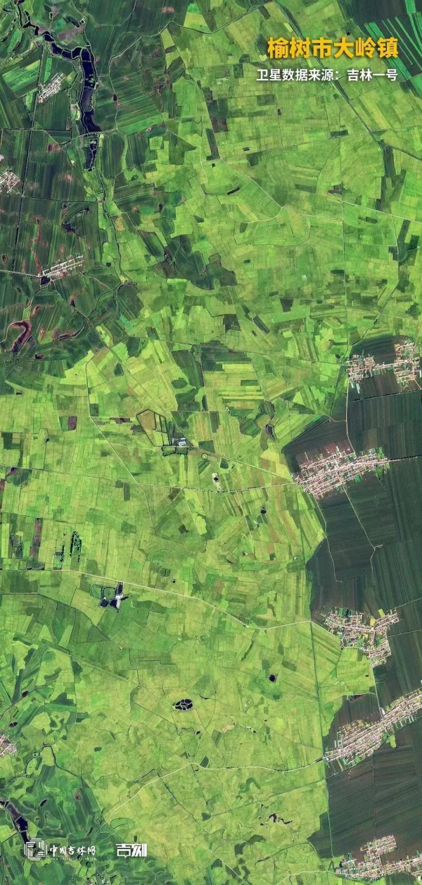 榆树.jpg 榆树.jpg