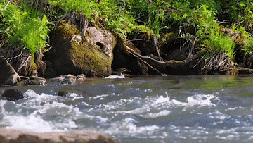 松花江1.gif 松花江1.gif