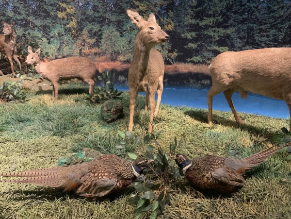 长白山自然博物馆2.jpg 长白山自然博物馆2.jpg