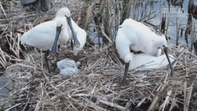 查干湖 新华社3.gif