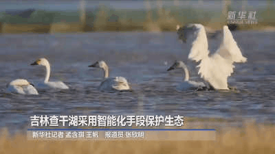 新华社 查干湖5.gif