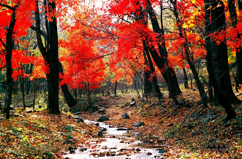 4417C040-E626-4DA2-BB49-365E9E63F46E.jpeg 4417C040-E626-4DA2-BB49-365E9E63F46E.jpeg