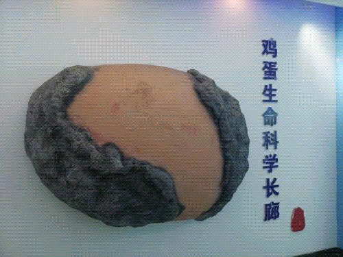 鸡蛋.gif 鸡蛋.gif