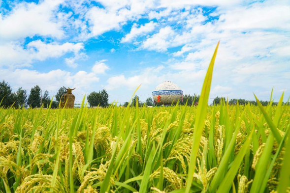 中国生态稻米之乡——舒兰 “好米变名米 名米卖好价”2221.png