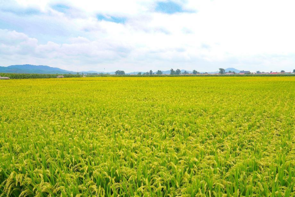 中国生态稻米之乡——舒兰 “好米变名米 名米卖好价”2372.png