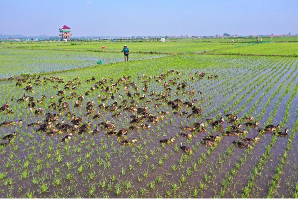 中国生态稻米之乡——舒兰 “好米变名米 名米卖好价”21610.png