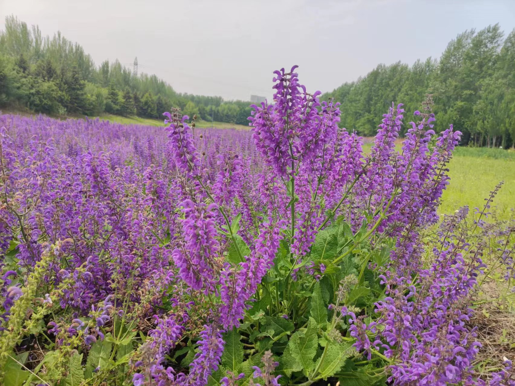 微信图片_20240601132254.jpg 微信图片_20240601132254.jpg