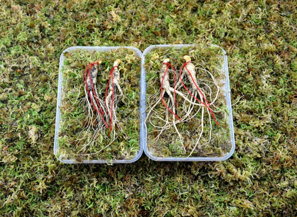 人参4.jpg 人参4.jpg