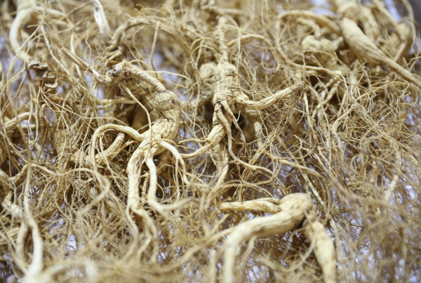 人参3.jpg 人参3.jpg