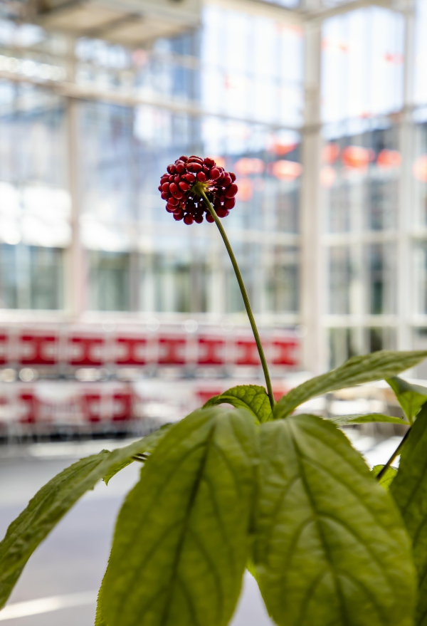 人参2.jpg 人参2.jpg