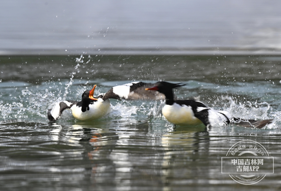 W020230604323227839732.jpeg W020230604323227839732.jpeg