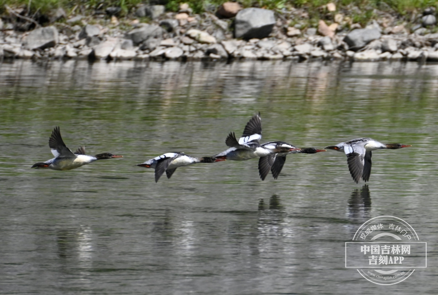 W020230528315339393615.jpeg W020230528315339393615.jpeg