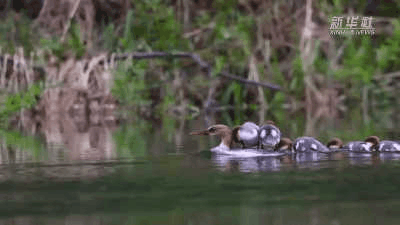 QQ图片20240712220054.gif QQ图片20240712220054.gif